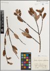 Foto von Salix mielichhoferi Saut. x Salix waldsteiniana Willd.